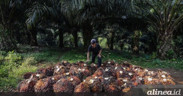 Kemenperin Sebut Keuntungan Hilirisasi Industri Kelapa Sawit